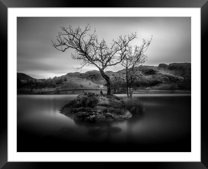 Lone Tree, Rydal Water, Lake District, Cumbria Framed Mounted Print by Mick Blakey