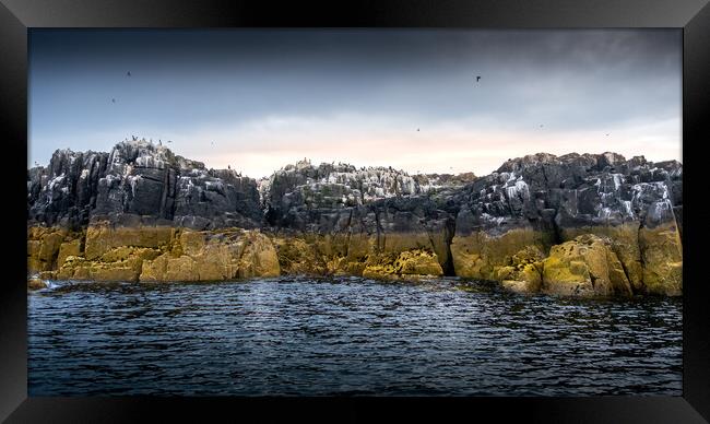 Cliffs at Staple Island, Farne, Northumberland Framed Print by Mark Jones