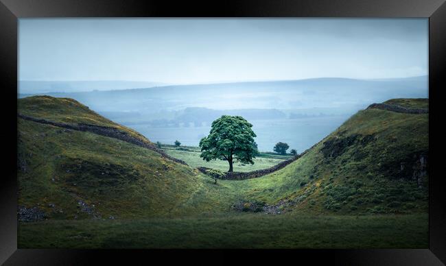 Sycamore Gap Framed Print by Mark Jones