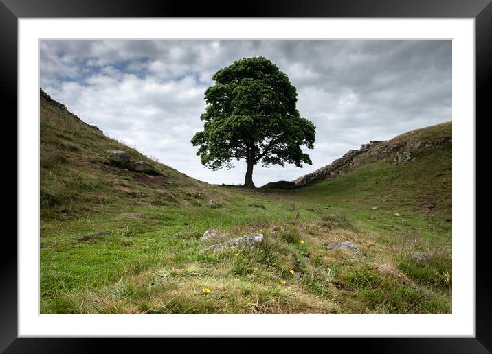 Sycamore Gap Framed Mounted Print by Mark Jones