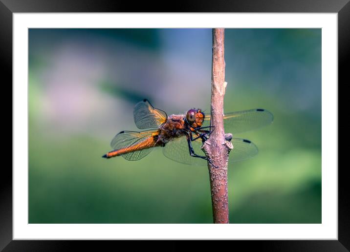 Scarce Chaser Dragonfly Framed Mounted Print by Mark Jones