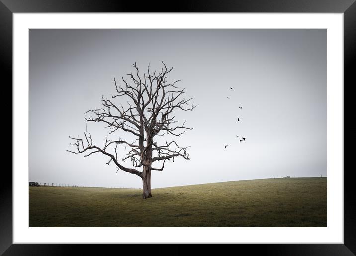 Tree in a Sussex Field, Winter Framed Mounted Print by Mark Jones