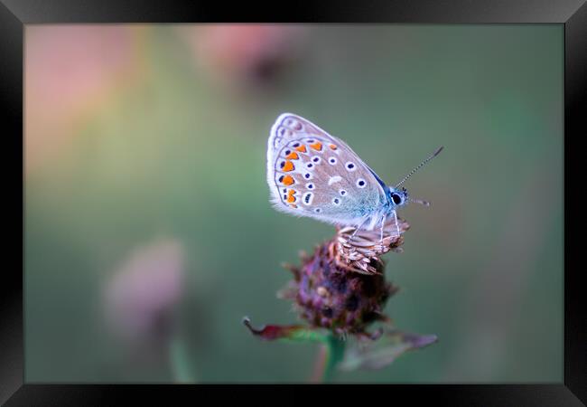 Common Blue Butterfly Framed Print by Mark Jones