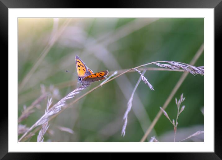 Small Copper Butterfly Framed Mounted Print by Mark Jones
