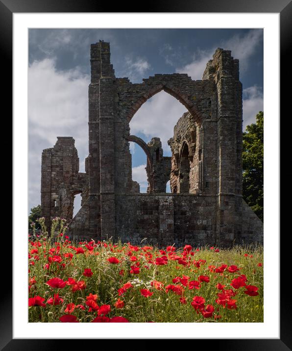 Poppies at Lindisfarne Priory Framed Mounted Print by Mark Jones