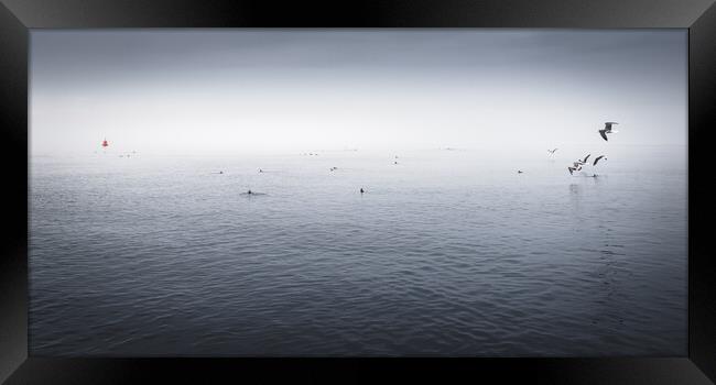 Seabird Panorama, Farne Islands Framed Print by Mark Jones