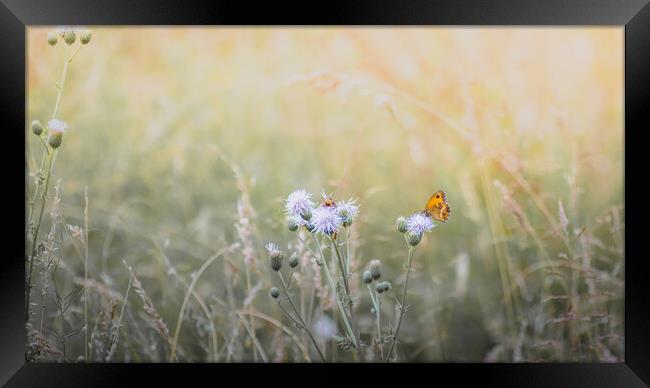 Gatekeeper Butterfly in a Meadow Framed Print by Mark Jones