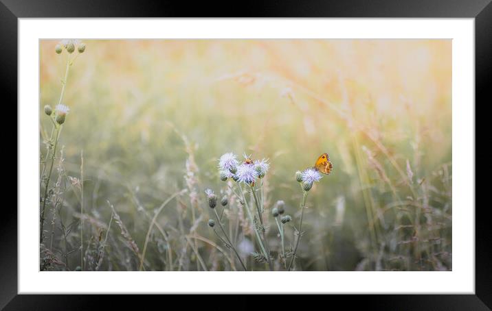 Gatekeeper Butterfly in a Meadow Framed Mounted Print by Mark Jones