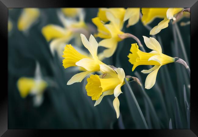 Daffodils Framed Print by Mark Jones