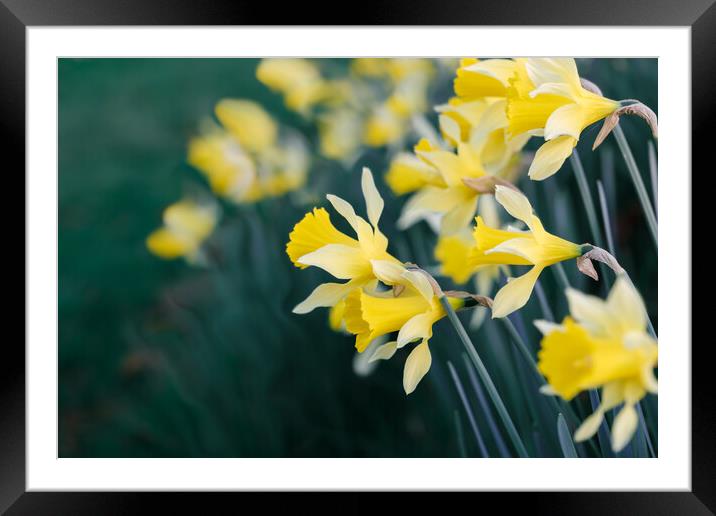 Daffodils Framed Mounted Print by Mark Jones