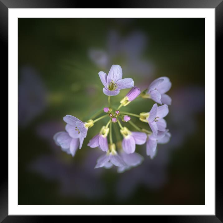 Cuckooflower Framed Mounted Print by Mark Jones