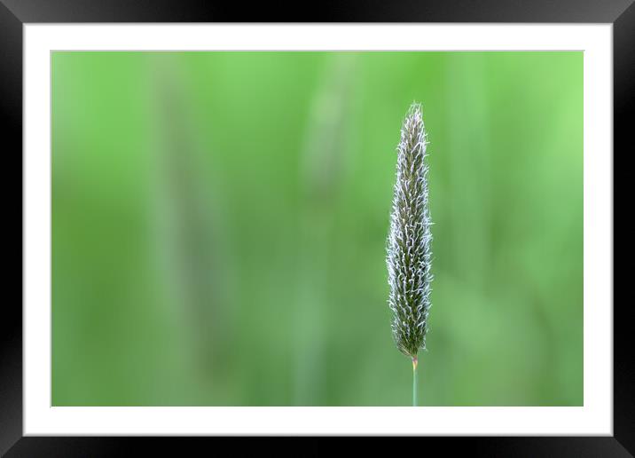 Meadow Foxtail, Spring Framed Mounted Print by Mark Jones
