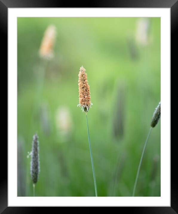 Meadow Foxtail, Spring Framed Mounted Print by Mark Jones