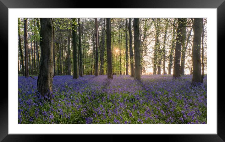 Bluebell Wood in Sunlight Framed Mounted Print by Mark Jones