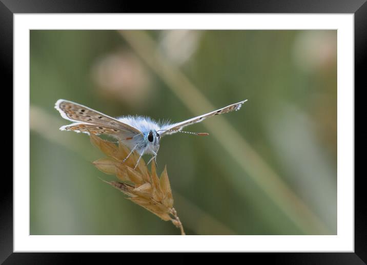 Common Blue Butterfly Framed Mounted Print by Mark Jones
