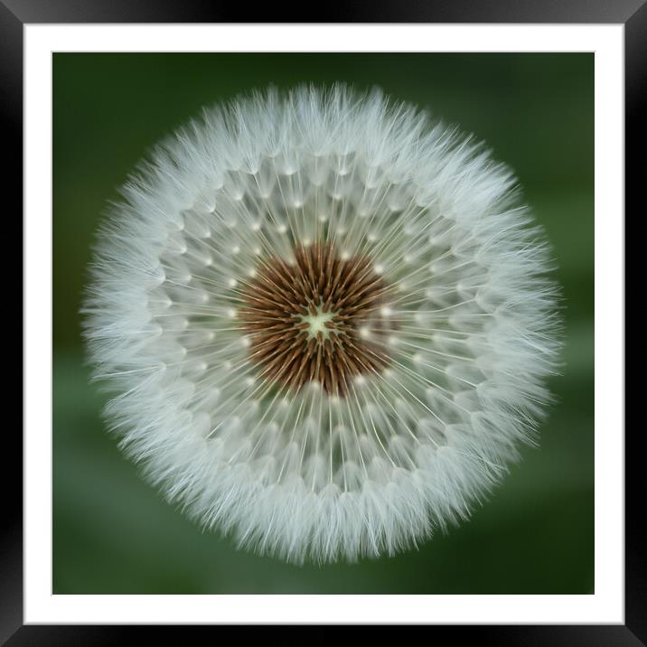 Dandelion Clock Framed Mounted Print by Mark Jones