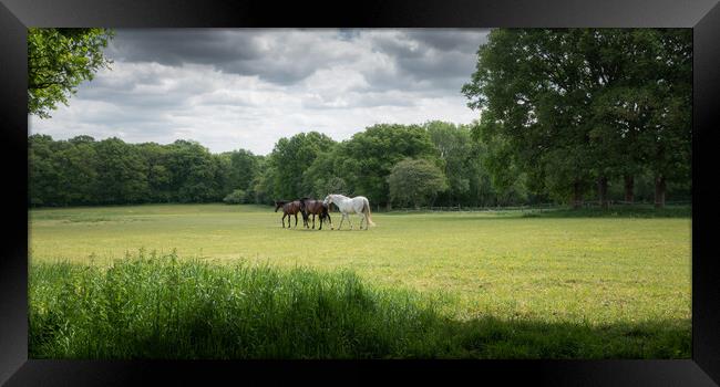 Horses in a Green Field, West Sussex Framed Print by Mark Jones