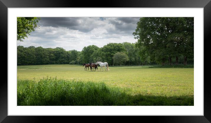 Horses in a Green Field, West Sussex Framed Mounted Print by Mark Jones