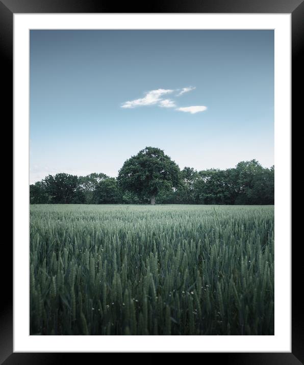 Tree in Field Framed Mounted Print by Mark Jones