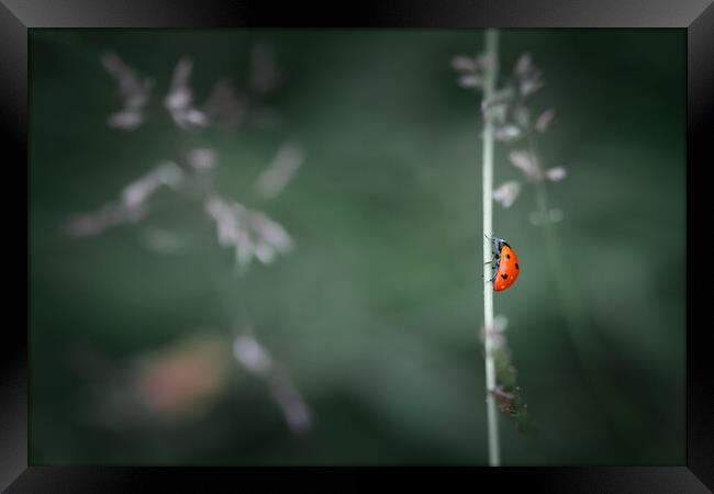 Ladybird Framed Print by Mark Jones