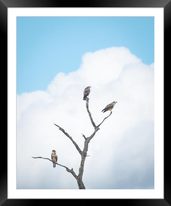 Buzzard Tree Framed Mounted Print by Mark Jones