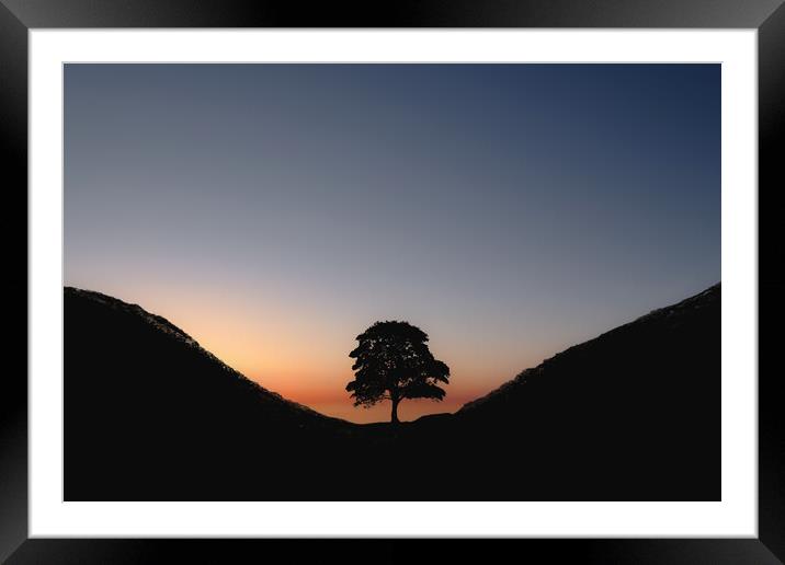 Sycamore Sunset Framed Mounted Print by Mark Jones