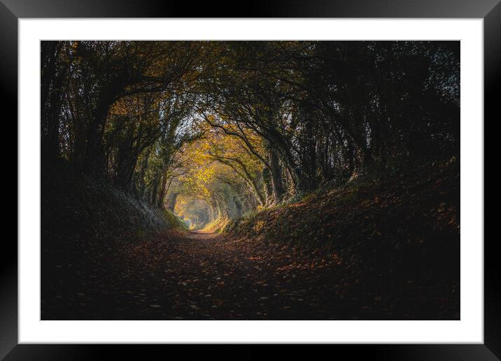 Halnaker Tree Tunnel Framed Mounted Print by Mark Jones