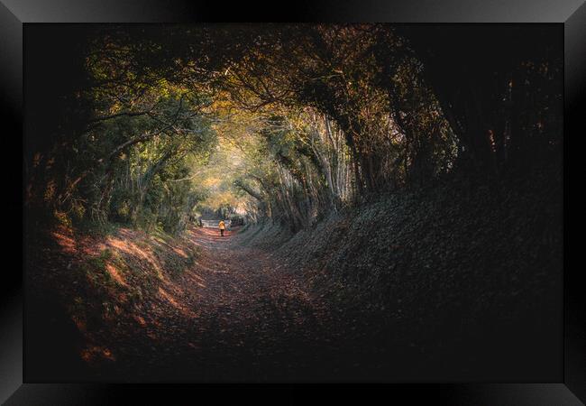 Halnaker Tree Tunnel Framed Print by Mark Jones