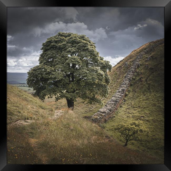 Sycamore Gap Framed Print by Mark Jones