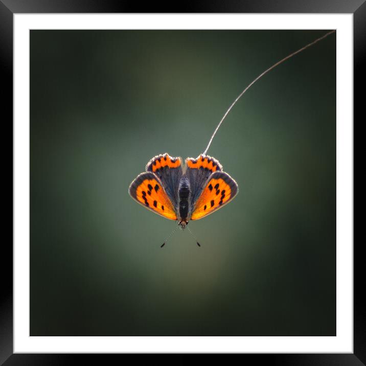 Beauty in Orange Framed Mounted Print by Mark Jones