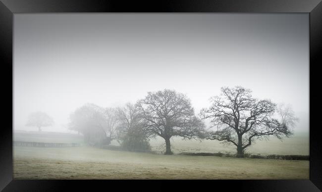 Misty Trees Framed Print by Mark Jones