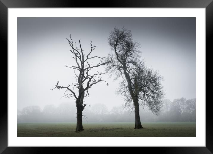 Two Trees in the Mist Framed Mounted Print by Mark Jones