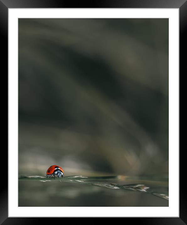 Ladybird Framed Mounted Print by Mark Jones