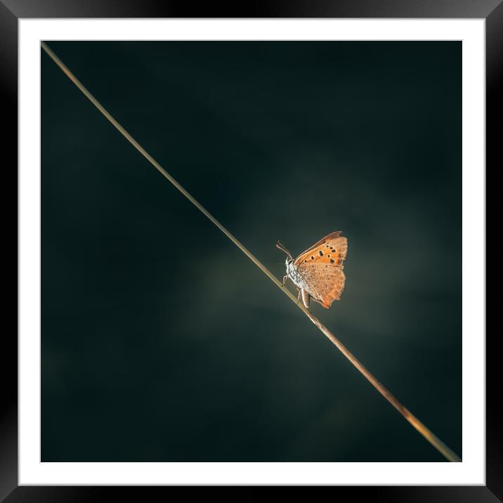 Small Copper Framed Mounted Print by Mark Jones