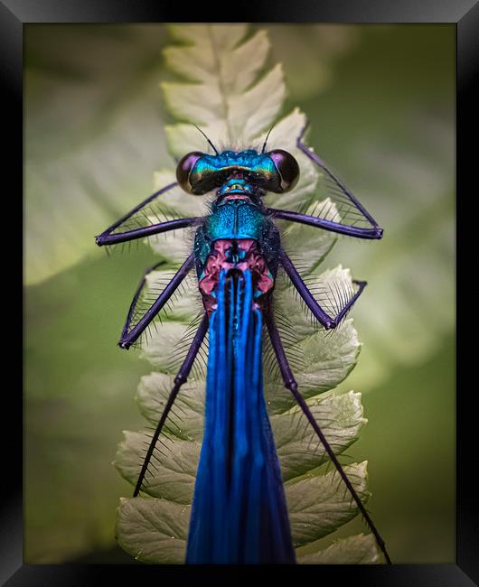 Banded Demoiselle Framed Print by Mark Jones