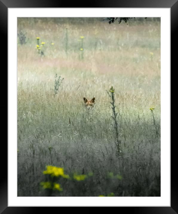 Reynard the Fox Framed Mounted Print by Mark Jones