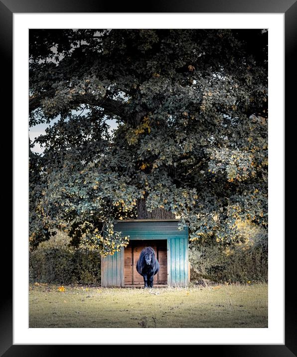 On Guard Framed Mounted Print by Mark Jones