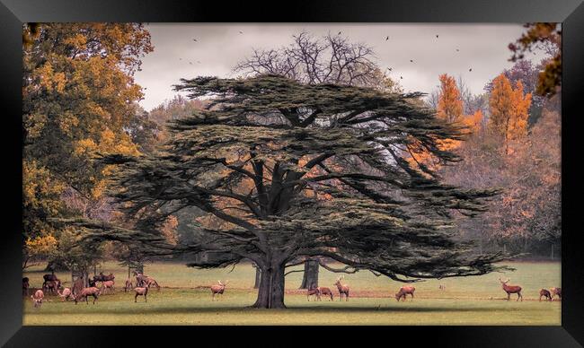 Deer Park Framed Print by Mark Jones