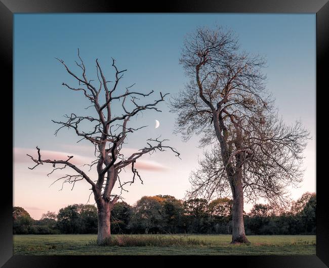 Two Trees in a Field, with Moon Framed Print by Mark Jones