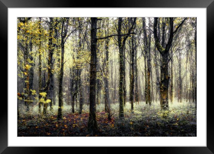 Enchanted Woods Framed Mounted Print by Mark Jones