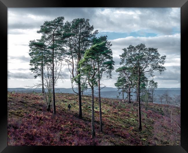 Pines on Black Down Hill Framed Print by Mark Jones