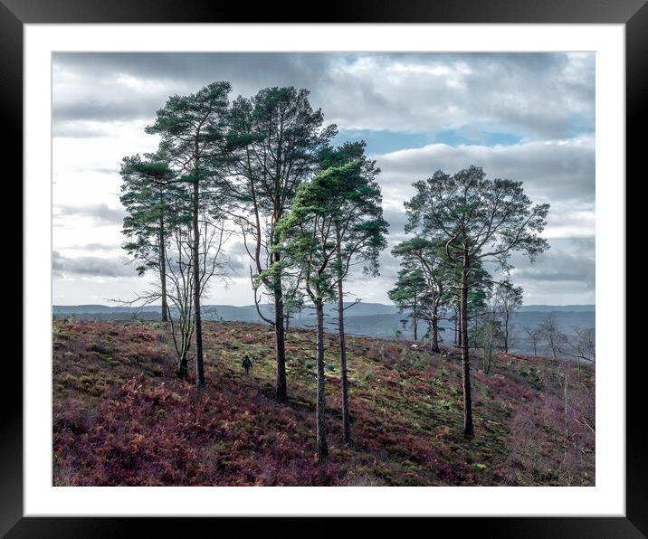 Pines on Black Down Hill Framed Mounted Print by Mark Jones