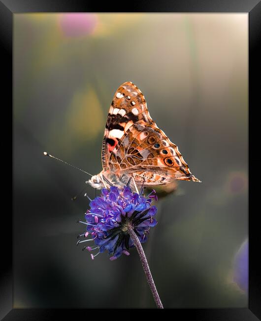 Painted Lady Framed Print by Mark Jones