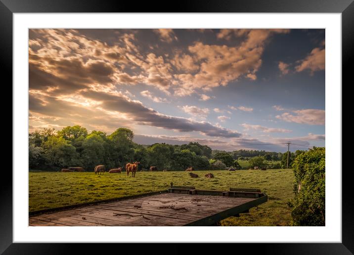Cows Grazing Framed Mounted Print by Mark Jones