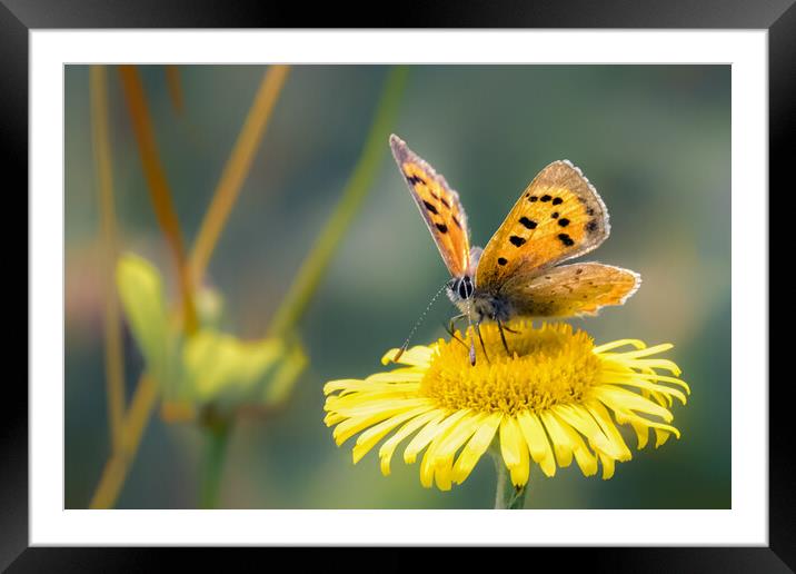 A Small Copper Framed Mounted Print by Mark Jones