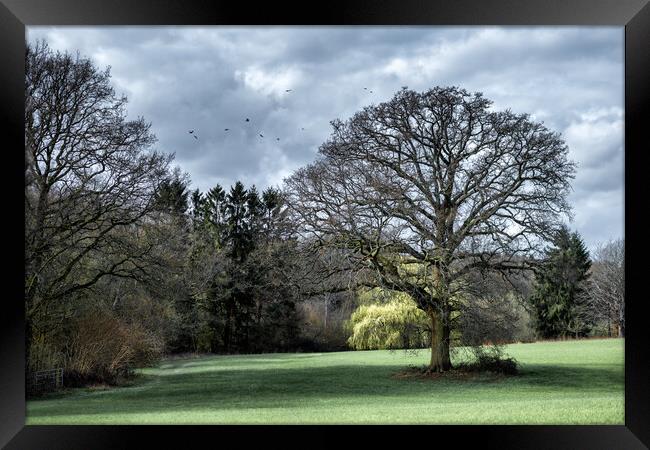 Oak Tree in a Field Framed Print by Mark Jones