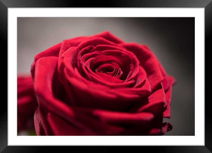 Beautiful red roses in close-up view Framed Mounted Print by Erik Lattwein