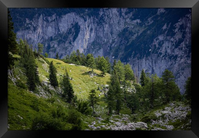 Fir trees on the mountains of the Austrian Alps Framed Print by Erik Lattwein