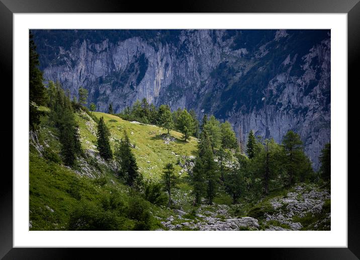 Fir trees on the mountains of the Austrian Alps Framed Mounted Print by Erik Lattwein