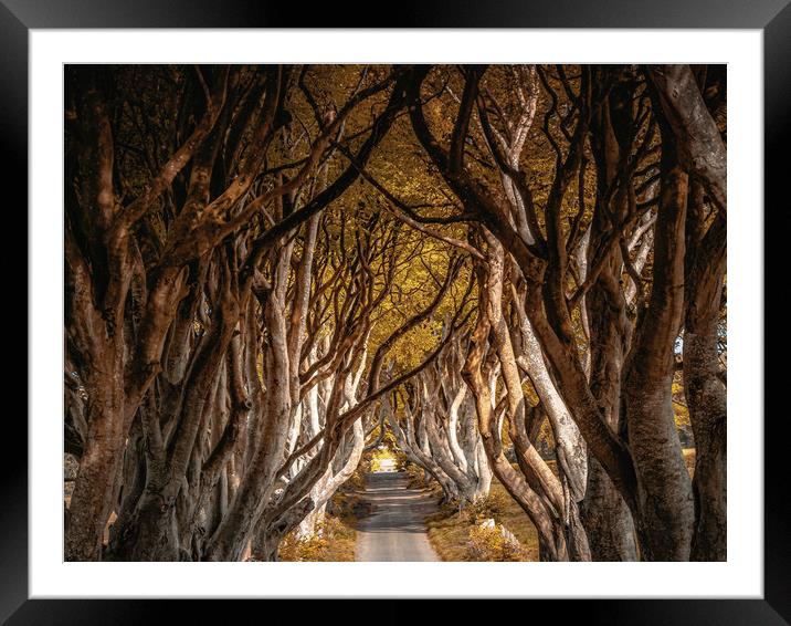 Dark Hedges of Northern Ireland in autumn Framed Mounted Print by Erik Lattwein